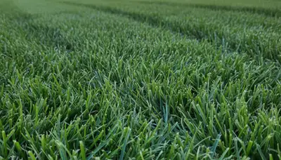 Close-up of freshly cut green grass showing expert lawn mowing quality in Orange County, CA