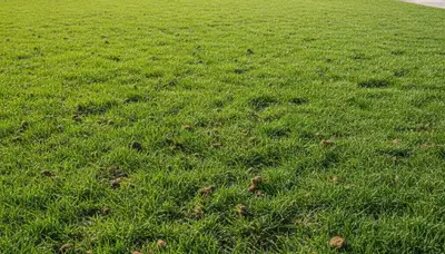 Healthy lawn recovery after aeration by professional landscapers in Orange County, CA