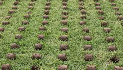 Close-up of soil core plugs from professional lawn aeration in Orange County, CA landscaping service