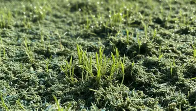 Hydroseeding grass seedlings emerging in Orange County, CA lawn by Chop Chop Landscaping